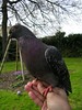 pigeon profile
