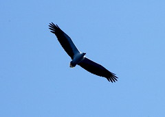 Sea Eagle, Burma