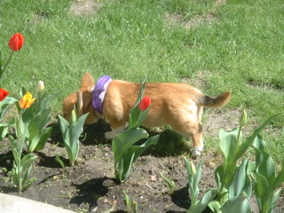Gene-weasel in the tulips at Grandpa Bert's house