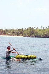 P25 fresh coconuts