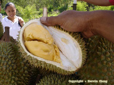 Durian02