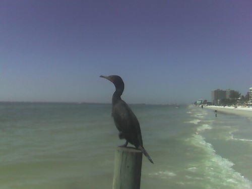 On Fort Myers Beach