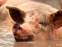 pig in water