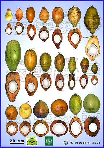Coconut diversity