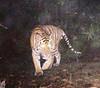 Tiger caught on film