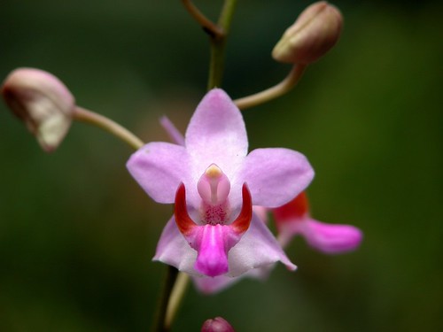 Orchid from Singapore Botanic Gardens #3