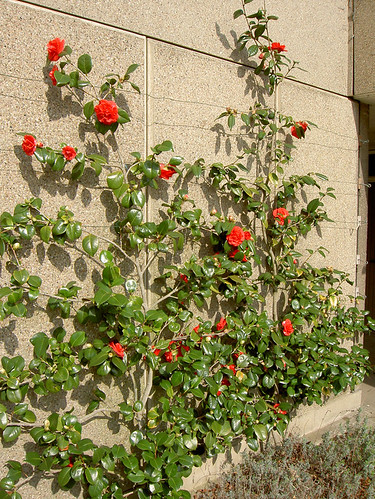 攀爬在牆上的紅花