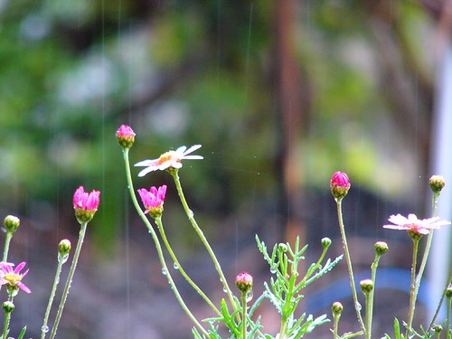 Flower of rain