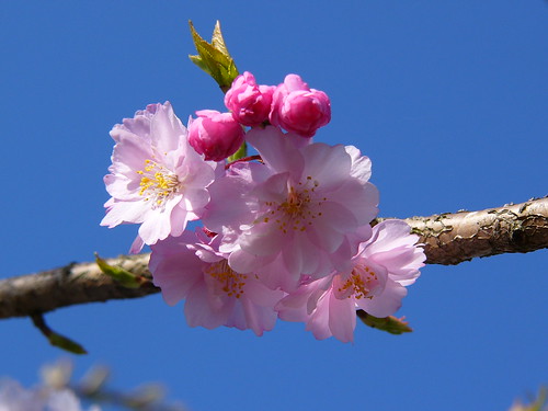 Sakura of last year