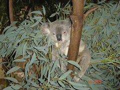 gratuitous koala shot