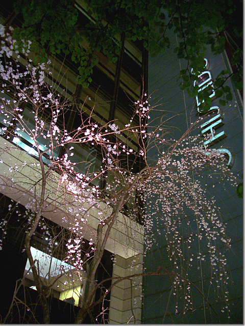 Tokyo Ginza Night Flower Viewing 03 photo by OptioS