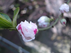Cherry blossom 2