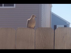 Bird on My Fence