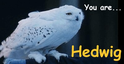 You are... Hedwig
