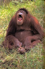 Orangutan-Sumatran-F