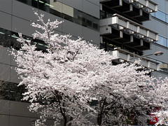 Sakura at Yasukuni St.