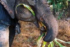 Elephant eates mais plant