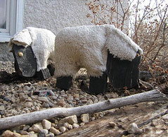 yard_sheep