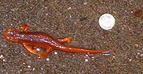 salamander2